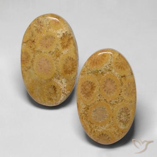 28.19 ct Oval Fossil Coral, 22.1 x 13.8 mm From Indonesia, Photo A