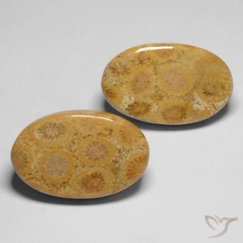 28.19 ctw Multicolor Fossil Coral Stones, Natural Fossil Coral in Oval Cabochon Shape for Sale