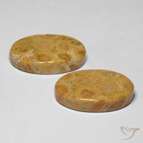 Fossil Coral Gemstones in 22.1 x 13.8 mm Size for Sale, Fossil Coral Stones in Multicolor Color