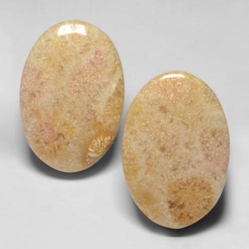 21.02 ctw Multicolor Fossil Coral Gemstones, Fossil Coral Gems in Oval Cabochon Shape for Sale.
