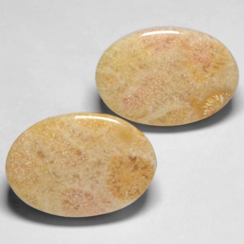 21.02 ctw Multicolor Fossil Coral Stones, Natural Fossil Coral in Oval Cabochon Shape for Sale