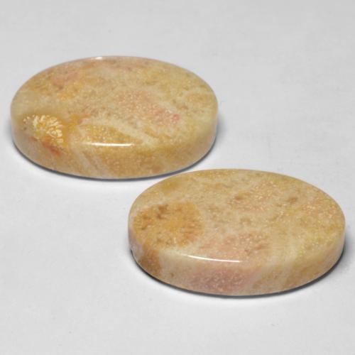 Fossil Coral Gemstones in 18 x 13 mm (calibrated) Size for Sale, Fossil Coral Stones in Multicolor Color