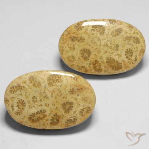 27.37 ctw Multicolor Fossil Coral Stones, Natural Fossil Coral in Oval Cabochon Shape for Sale