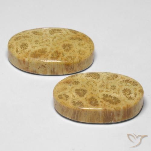Fossil Coral Gemstones in 20.9 x 13.4 mm Size for Sale, Fossil Coral Stones in Multicolor Color