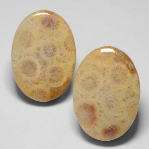 25.71 ctw Multicolor Fossil Coral Gemstones, Fossil Coral Gems in Oval Cabochon Shape for Sale.