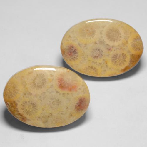 25.71 ctw Multicolor Fossil Coral Stones, Natural Fossil Coral in Oval Cabochon Shape for Sale