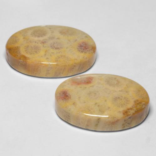 Fossil Coral Gemstones in 19.8 x 13.9 mm Size for Sale, Fossil Coral Stones in Multicolor Color