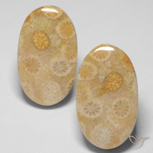 29.05ctw Natural Multicolor Fossil Coral, Oval, Opaque