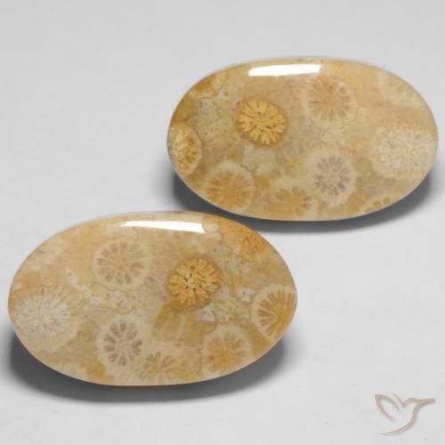 29.05 ctw Multicolor Fossil Coral Stones, Natural Fossil Coral in Oval Cabochon Shape for Sale