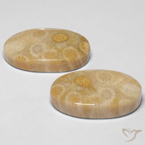 Fossil Coral Gemstones in 21.9 x 13.1 mm Size for Sale, Fossil Coral Stones in Multicolor Color