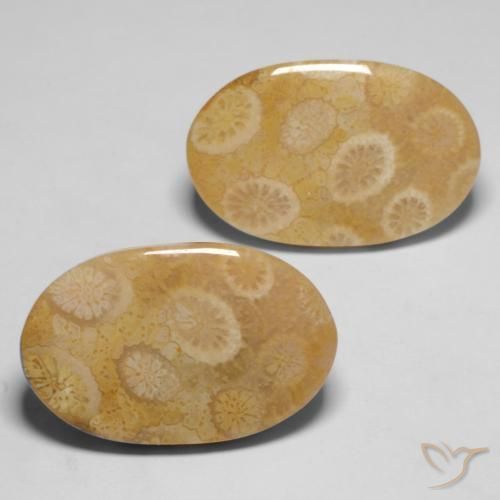 20.47 ctw Multicolor Fossil Coral Stones, Natural Fossil Coral in Oval Cabochon Shape for Sale