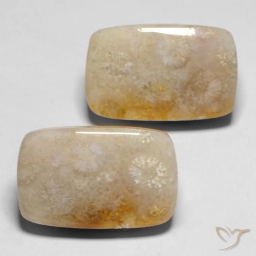 29.43 ctw Multicolor Fossil Coral Stones, Natural Fossil Coral in Cushion Cabochon Shape for Sale