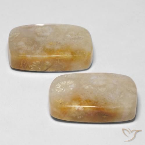 Fossil Coral Gemstones in 19.5 x 2.3 mm Size for Sale, Fossil Coral Stones in Multicolor Color