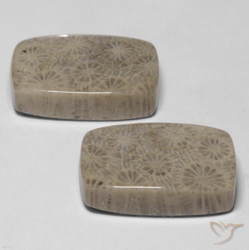 Fossil Coral Gemstones in 20.1 x 13.1 mm Size for Sale, Fossil Coral Stones in Multicolor Color