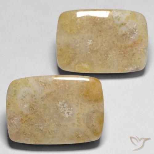 30.53 ctw Multicolor Fossil Coral Stones, Natural Fossil Coral in Cushion Cabochon Shape for Sale
