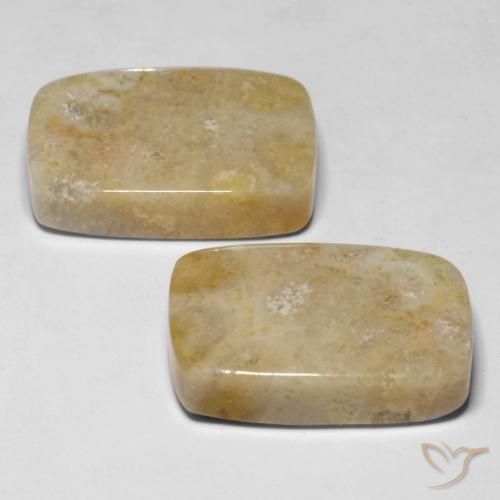 Fossil Coral Gemstones in 19.7 x 13.7 mm Size for Sale, Fossil Coral Stones in Multicolor Color
