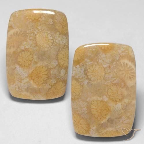 28.65 ct Cushion Fossil Coral, 20.4 x 14.1 mm From Indonesia, Photo A