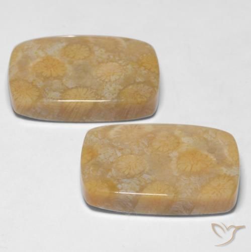 Fossil Coral Gemstones in 20.4 x 14.1 mm Size for Sale, Fossil Coral Stones in Multicolor Color