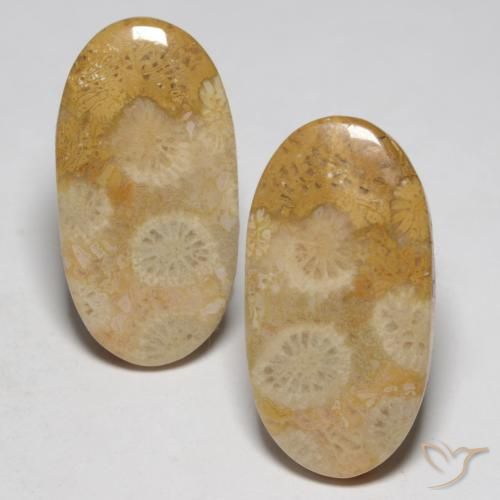 19.32ctw Natural Multicolor Fossil Coral, Oval, Opaque