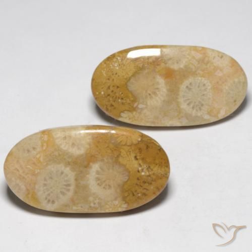 19.32 ctw Multicolor Fossil Coral Stones, Natural Fossil Coral in Oval Cabochon Shape for Sale