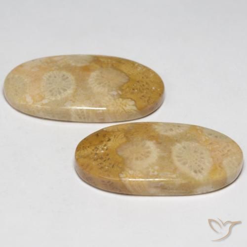 Fossil Coral Gemstones in 22.9 x 11.9 mm Size for Sale, Fossil Coral Stones in Multicolor Color