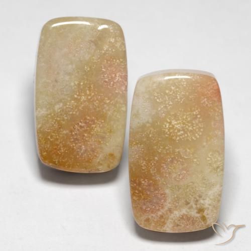 28.47ctw Natural Multicolor Fossil Coral, Cushion, Opaque