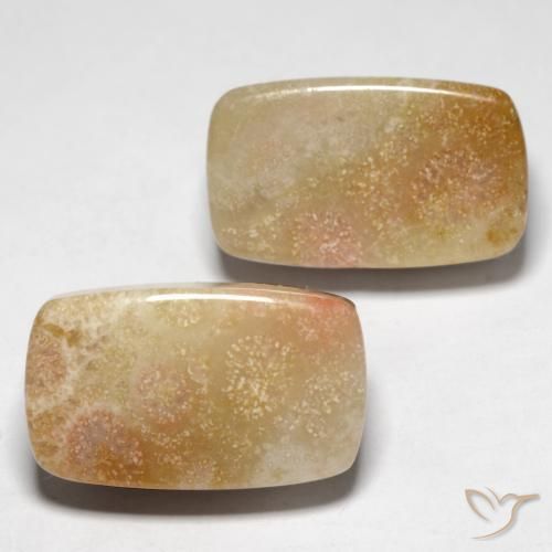 28.47 ctw Multicolor Fossil Coral Stones, Natural Fossil Coral in Cushion Cabochon Shape for Sale
