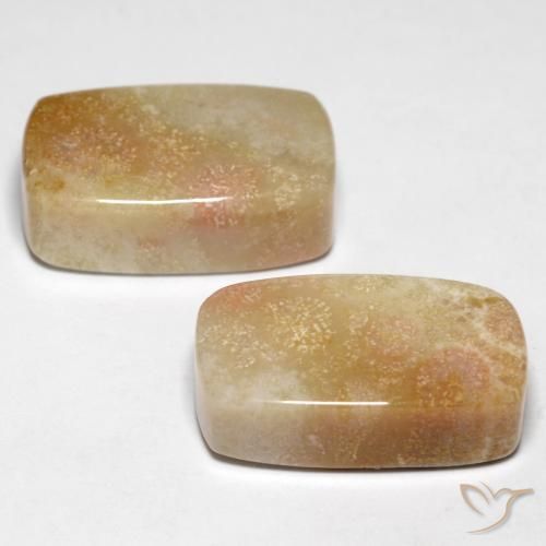Fossil Coral Gemstones in 18.8 x 11.1 mm Size for Sale, Fossil Coral Stones in Multicolor Color
