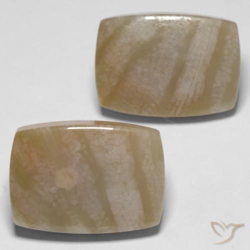 27.98 ctw Multicolor Fossil Coral Stones, Natural Fossil Coral in Cushion Cabochon Shape for Sale