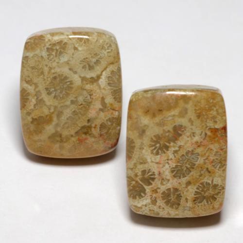 Multicolor Fossil Coral Gem - 9.8ct Cushion Cabochon (ID: 550587)