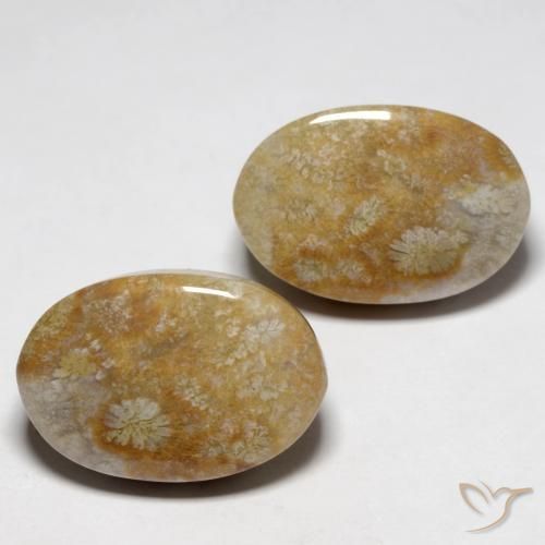 23.76 ctw Multicolor Fossil Coral Stones, Natural Fossil Coral in Oval Cabochon Shape for Sale