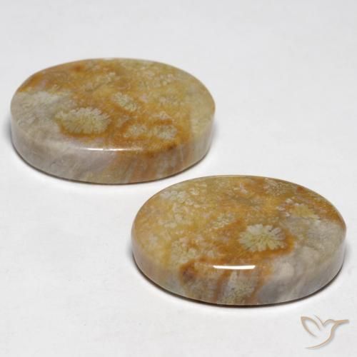 Fossil Coral Gemstones in 18.8 x 12.6 mm Size for Sale, Fossil Coral Stones in Multicolor Color