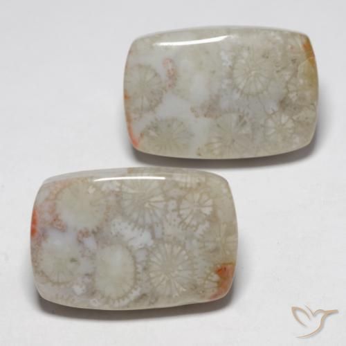 23.76 ctw Multicolor Fossil Coral Stones, Natural Fossil Coral in Cushion Cabochon Shape for Sale