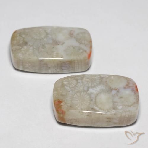 Fossil Coral Gemstones in 18.1 x 12.1 mm Size for Sale, Fossil Coral Stones in Multicolor Color