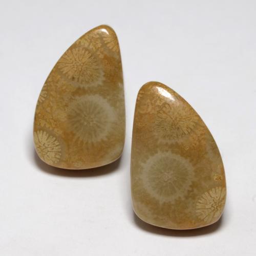 21.03 ctw Multicolor Fossil Coral Gemstones, Fossil Coral Gems in Fancy Cabochon Shape for Sale.