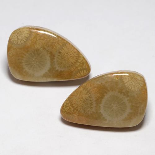 21.03 ctw Multicolor Fossil Coral Stones, Natural Fossil Coral in Fancy Cabochon Shape for Sale