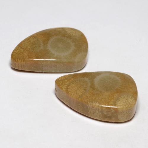 Fossil Coral Gemstones in 19 x 11.8 mm Size for Sale, Fossil Coral Stones in Multicolor Color