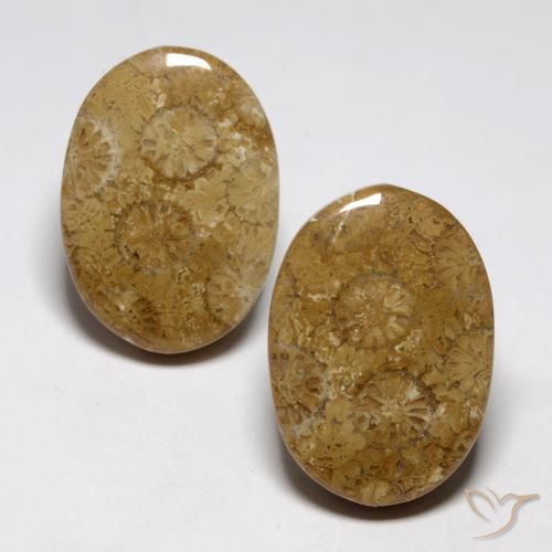 26.93ctw Natural Multicolor Fossil Coral, Oval, Opaque