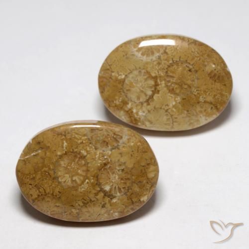 26.93 ctw Multicolor Fossil Coral Stones, Natural Fossil Coral in Oval Cabochon Shape for Sale