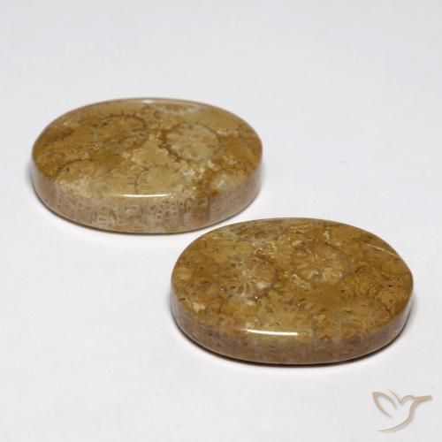 Fossil Coral Gemstones in 20.4 x 14.3 mm Size for Sale, Fossil Coral Stones in Multicolor Color