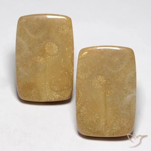 35.13ctw Natural Multicolor Fossil Coral, Cushion, Opaque