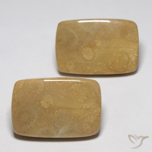 35.13 ctw Multicolor Fossil Coral Stones, Natural Fossil Coral in Cushion Cabochon Shape for Sale