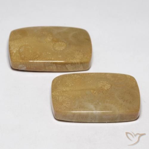 Fossil Coral Gemstones in 22.8 x 15.1 mm Size for Sale, Fossil Coral Stones in Multicolor Color