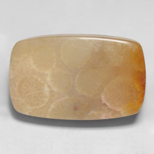 Multicolor Fossil Coral Gem - 17.3ct Cushion Cabochon (ID: 550843)
