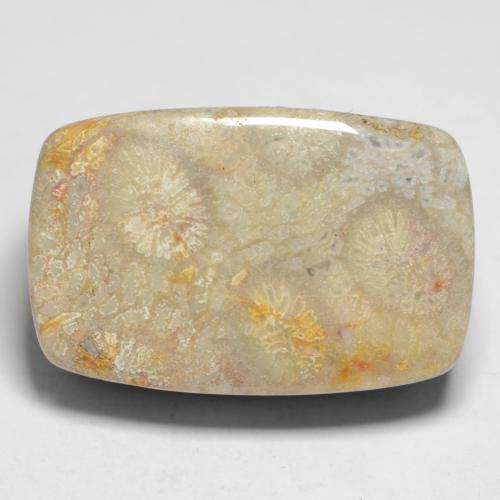 Multicolor Fossil Coral Gem - 22.4ct Cushion Cabochon (ID: 550844)