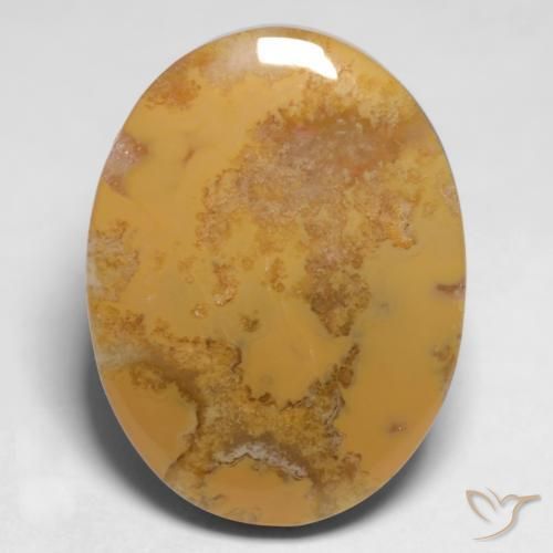 12.65 ct Multicolor Fossil Coral Stone, Natural Fossil Coral in Oval Cabochon Shape for Sale