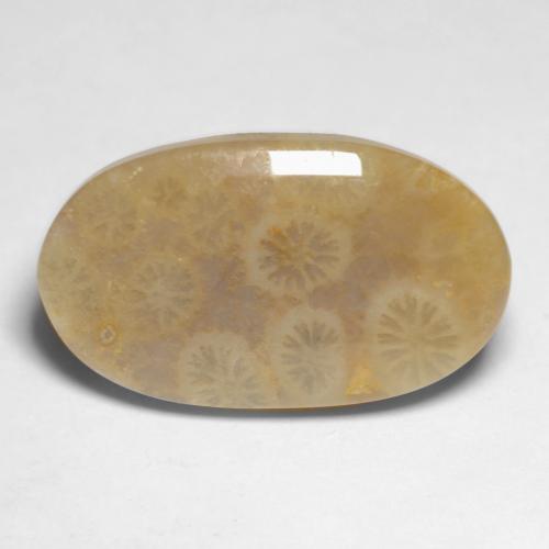 Multicolor Coral Fósil Gema - 8.3ct Cabujón Óvalo (ID: 550848)