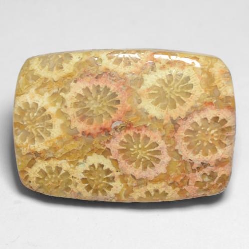 12.20 ct Multicolor Fossil Coral Gemstone, Fossil Coral Gem in Cushion Cabochon Shape for Sale.