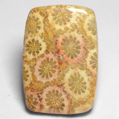 12.20 ct Multicolor Fossil Coral Stone, Natural Fossil Coral in Cushion Cabochon Shape for Sale
