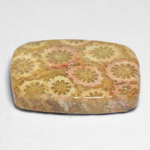 Fossil Coral Gemstone in 20.4 x 14 mm Size for Sale, Fossil Coral Stone in Multicolor Color